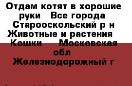 Отдам котят в хорошие руки - Все города, Старооскольский р-н Животные и растения » Кошки   . Московская обл.,Железнодорожный г.